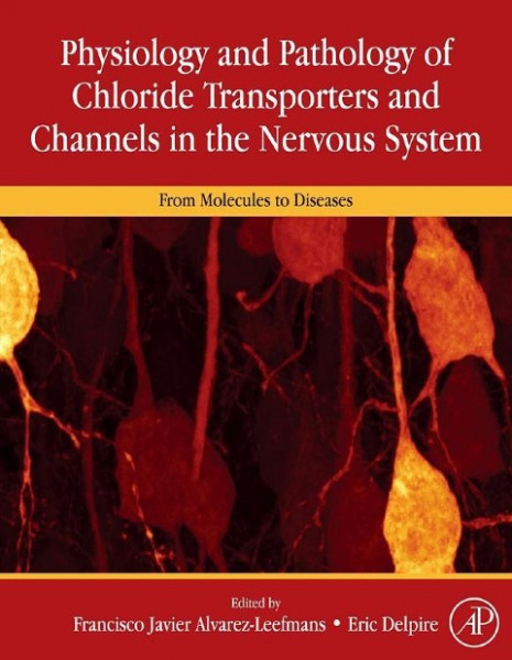 Physiology and Pathology of Chloride Transporters and Channels in the Nervous System: From Molecules