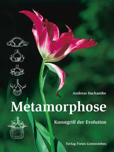 Metamorphose: Kunstgriff der Evolution