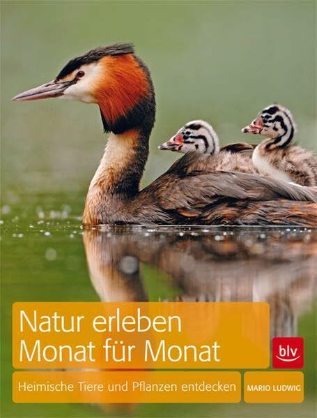 Natur erleben Monat für Monat: Heimische Tiere und Pflanzen entdecken