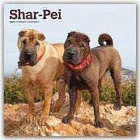 Shar Pei - Shar-Pei 2020 - 18-Monatskalender mit freier DogDays-App