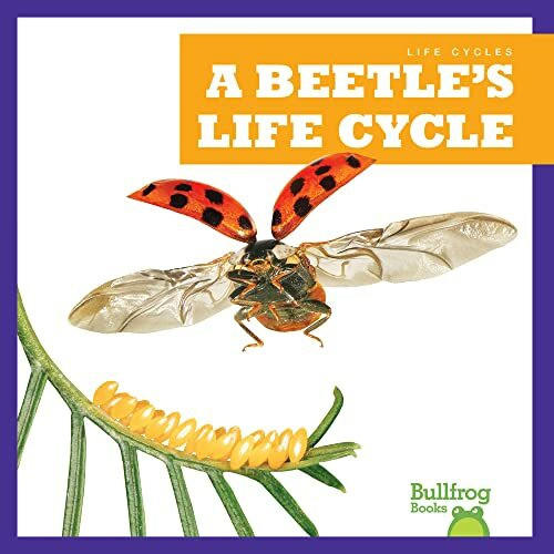 A Beetle's Life Cycle (Life Cycles)