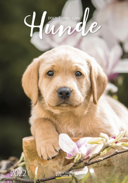 Hunde 2022