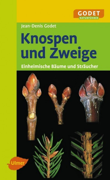 Knospen und Zweige