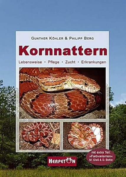 Kornnattern: Lebensweise, Pflege, Zucht, Erkrankungen