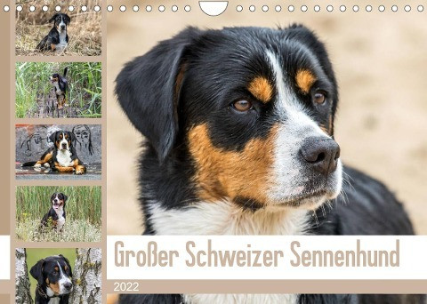 Großer Schweizer Sennenhund (Wandkalender 2022 DIN A4 quer)