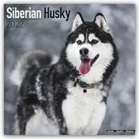 Siberian Huskies - Sibirische Huskies 2022 - 18-Monatskalender mit freier DogDays-App