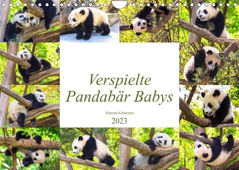 Pandabär Babys (Wandkalender 2023 DIN A4 quer)