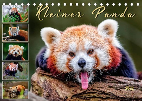 Kleiner Panda (Tischkalender 2022 DIN A5 quer)