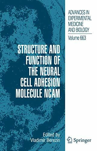Structure and Function of the Neural Cell Adhesion Molecule NCAM (Advances in Experimental Medicine and Biology, 663, Band 663)