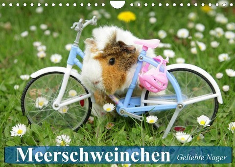 Meerschweinchen. Geliebte Nager (Wandkalender 2022 DIN A4 quer)