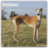 Greyhounds - Großer Englischer Windhund 2022 - 16-Monatskalender mit freier DogDays-App