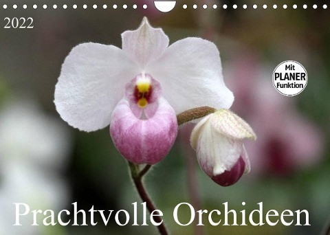 Prachtvolle Orchideen (Wandkalender 2022 DIN A4 quer)
