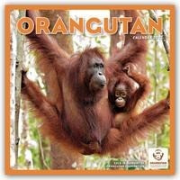 Orangutan - Orang-Utans 2022
