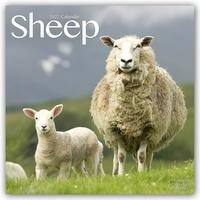 Sheep - Schafe 2022 - 18-Monatskalender