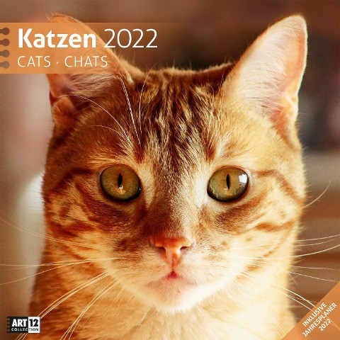 Katzen 2022 Broschürenkalender