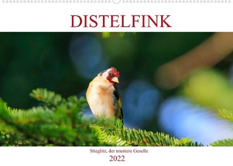 Distelfink (Wandkalender 2022 DIN A2 quer)