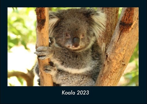 Koala 2023 Fotokalender DIN A4
