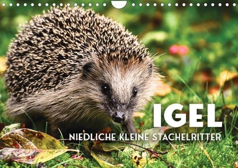 Igel - Niedliche kleine Stachelritter (Wandkalender 2023 DIN A4 quer)