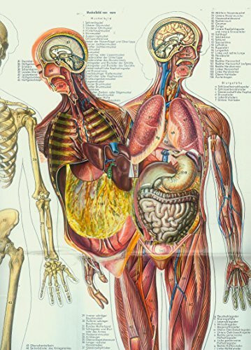 Anatomische Tafel - Frau