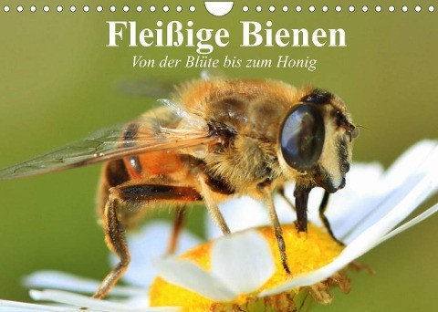 Fleißige Bienen. Von der Blüte bis zum Honig (Wandkalender 2022 DIN A4 quer)