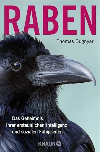 Raben: Das Geheimnis ihrer erstaunlichen Intelligenz und sozialen Fähigkeiten