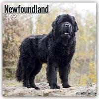 Newfoundlands - Neufundländer 2022 - 18-Monatskalender mit freier DogDays-App