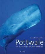 Pottwale: Im dunklen Blau des Meeres