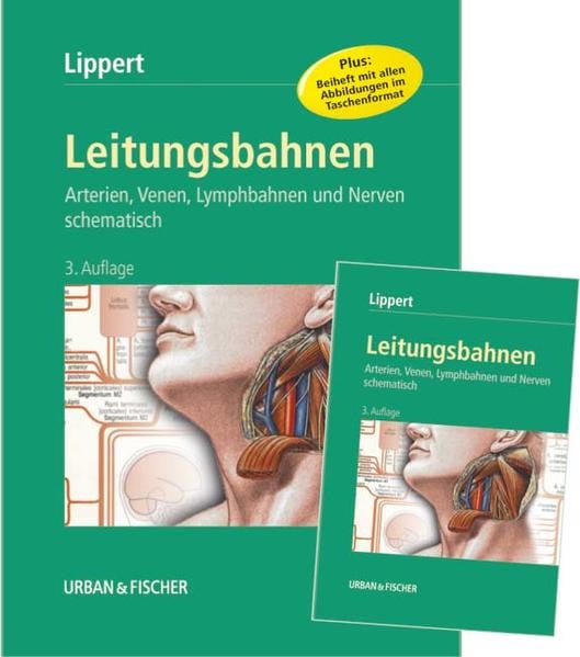 Leitungsbahnen: Arterien, Venen, Lymphbahnen und Nerven schematisch