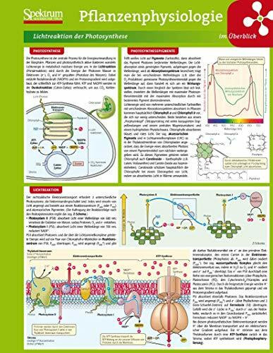 Lerntafel: Pflanzenphysiologie im Überblick (Lerntafeln Biologie)