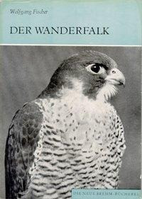 Der Wanderfalk