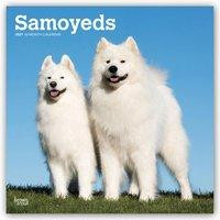 Samoyeds 2021 Square