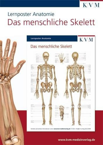 Anatomie Lernposter. Das menschliche Skelett