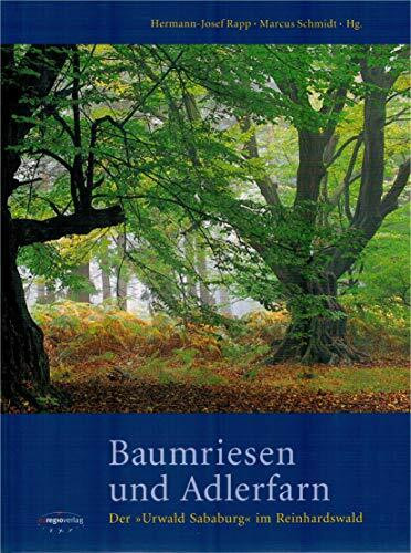 Baumriesen und Adlerfarn: Der "Urwald Sababurg" im Reinhardswald