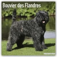 Bouvier des Flandres - Flandrischer Treibhund 2022 - 18-Monatskalender mit freier DogDays-App