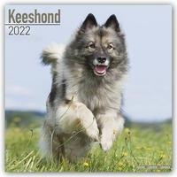 Keeshonden - Wolfsspitze 2022 - 18-Monatskalender mit freier DogDays-App