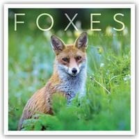 Foxes - Fuchs - Füchse 2022