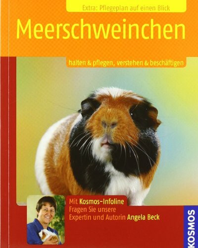 Meerschweinchen