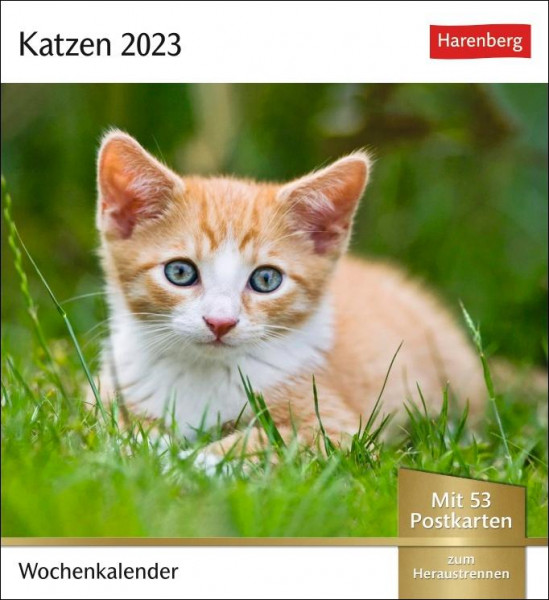 Katzen Postkartenkalender 2023