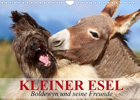 Kleiner Esel. Boldewyn und seine Freunde (Wandkalender 2022 DIN A4 quer)