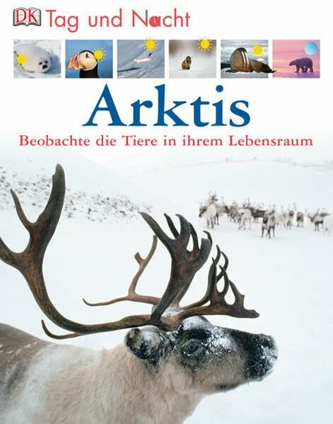 Arktis: Beobachte die Tiere in ihrem Lebensraum