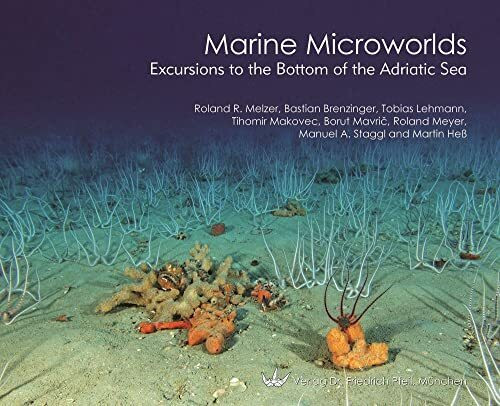 Marine Microworlds: Excursions to the Bottom of the Adriatic Sea