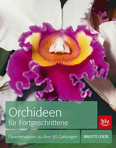 Orchideen für Fortgeschrittene: Expertenwissen zu über 80 Gattungen