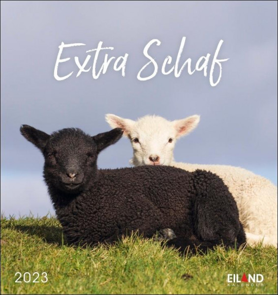 Extra Schaf Postkartenkalender 2023