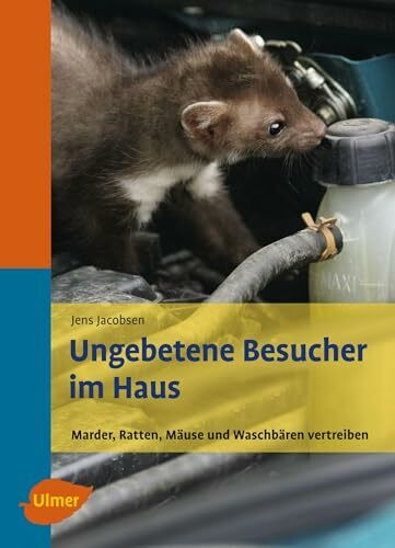 Ungebetene Besucher im Haus: Marder, Ratten, Mäuse und Waschbären vertreiben