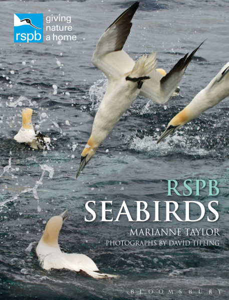 Rspb Seabirds