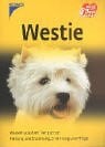 Westie: Wissen, was dem Tier gut tut