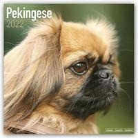 Pekingese - Pekinesen 2022 - 18-Monatskalender mit freier DogDays-App