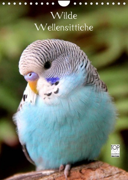 Wilde Wellensittiche (Wandkalender 2023 DIN A4 hoch)