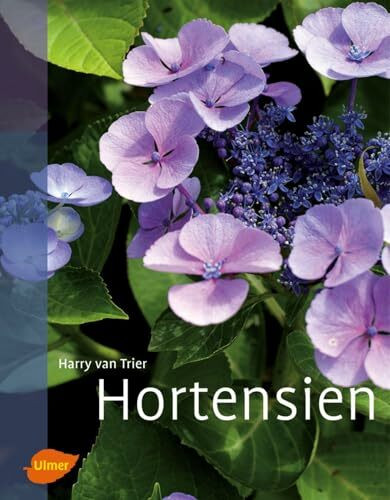 Hortensien