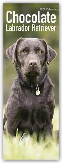 Chocolate Labrador Retrievers - Braune Labradore 2022